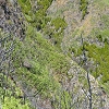 Plants: image 154 Of 180 Thumb